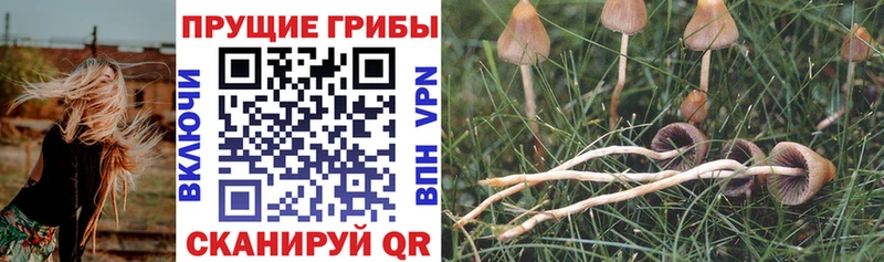 где купить наркоту  Октябрьский  Галлюциногенные грибы Magic Shrooms 